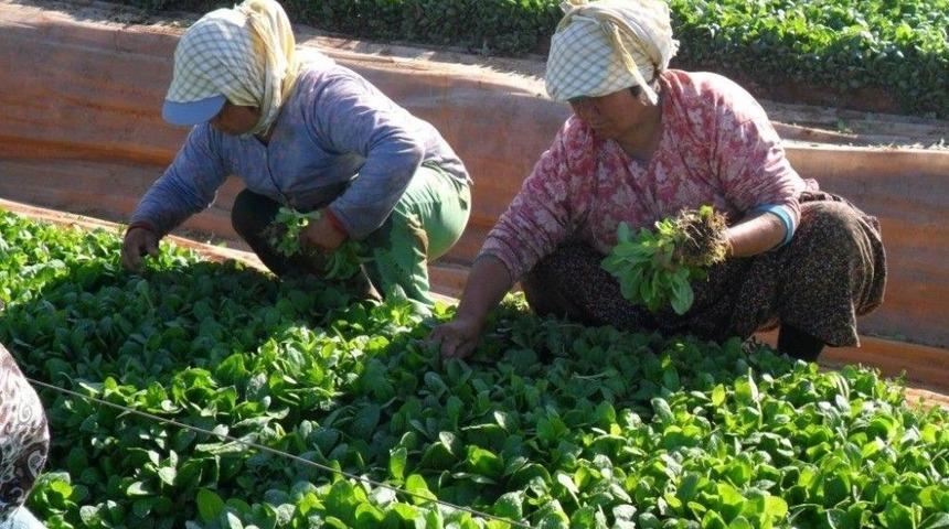 T&uuml;t&uuml;n İhracat&ccedil;ıları Ka&ccedil;akla Etkin M&uuml;cadele İstiyor