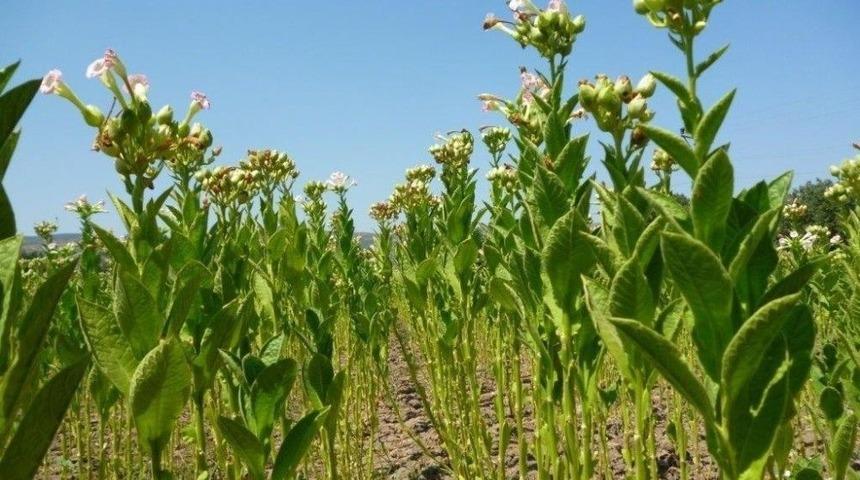 Bafra T&uuml;t&uuml;nlerinin Markası Om&uuml;&rsquo;den