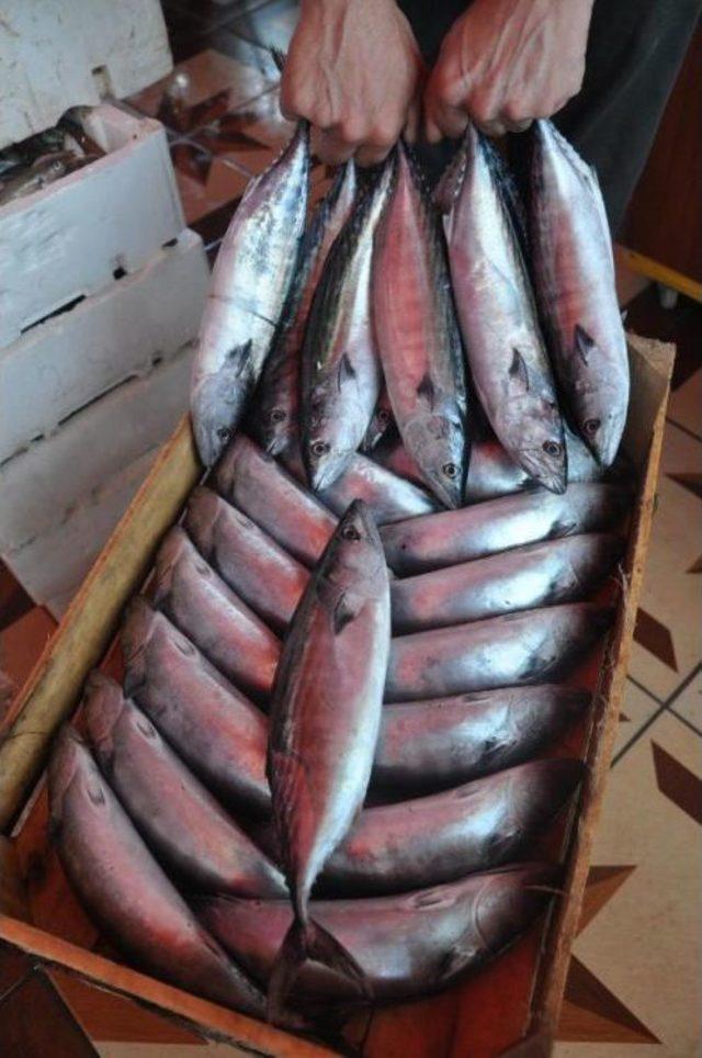 Palamut G&uuml;ld&uuml;rd&uuml;, Hamsi &Uuml;zd&uuml; 1