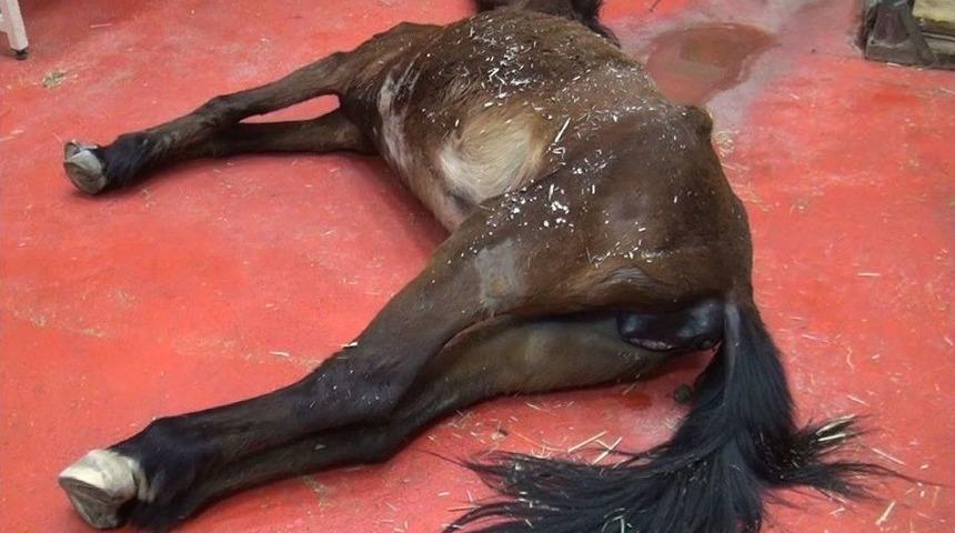 &lsquo;cankız&rsquo; Kurtarılamadı