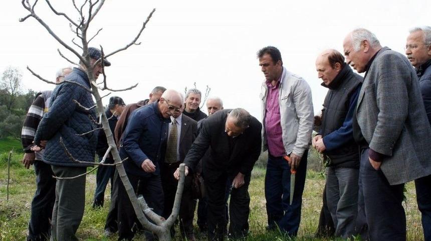 Bursalı İncir &Uuml;reticilerine Budama Eğitimi