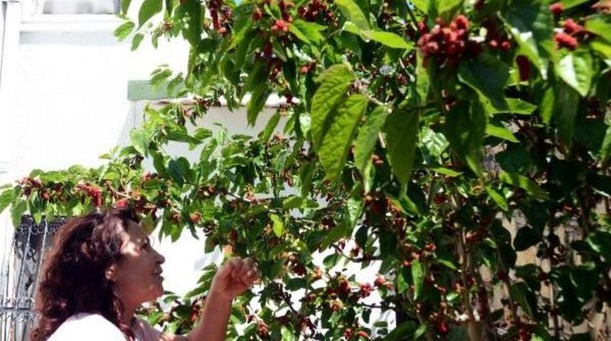 Erkenci Dut Şaşırttı