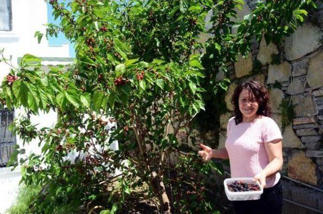 Erkenci Dut Şaşırttı 2