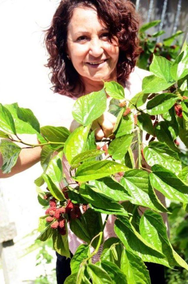 Erkenci Dut Şaşırttı 3