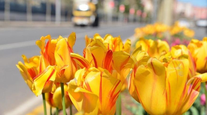 Diyarbakır &Ccedil;i&ccedil;ek Bah&ccedil;esine D&ouml;n&uuml;şt&uuml;
