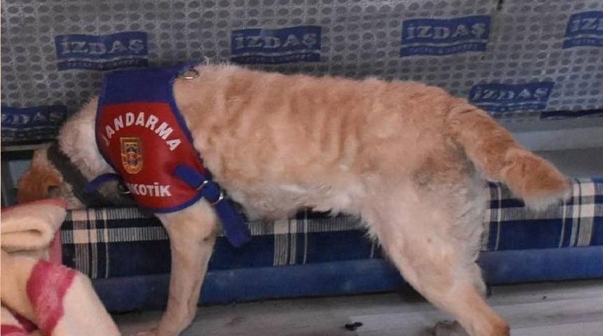 Uyuşturucu Tacirleri &lsquo;u&ccedil;uk&rsquo; Ve &lsquo;eğdi&rsquo;den Ka&ccedil;amadı