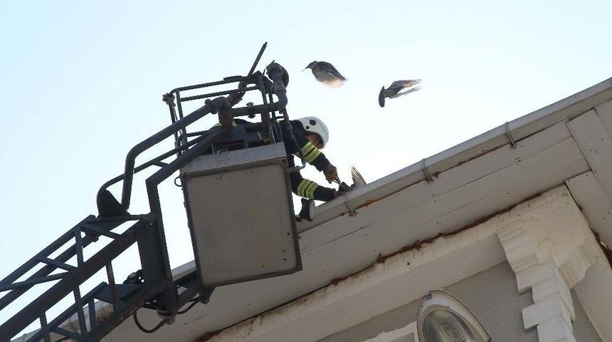 &Ccedil;atıya Sıkışan G&uuml;vercini İtfaiye Kurtardı