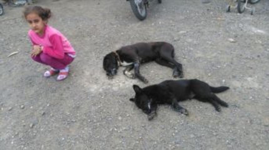 Ortaca&rsquo;da K&ouml;pek Zehirlenmesi İddiası