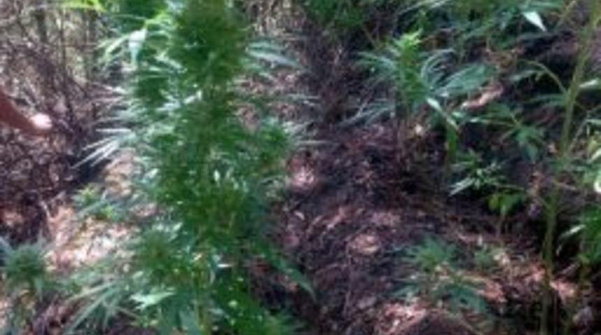 Bozdoğan&rsquo;da 180 K&ouml;k Kenevir Ele Ge&ccedil;irildi