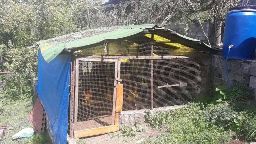 50 Bin Dolarlık K&uuml;mes