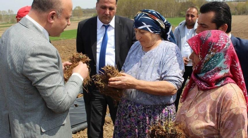&Ccedil;ilek Yetiştiriciliği Projesi