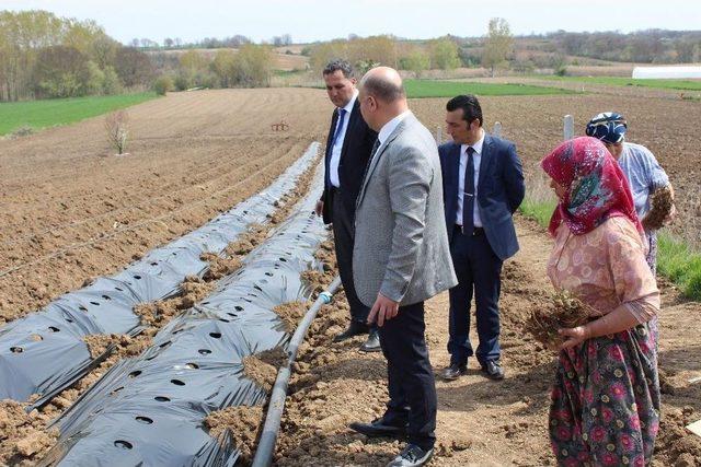 Çilek Yetiştiriciliği Projesi