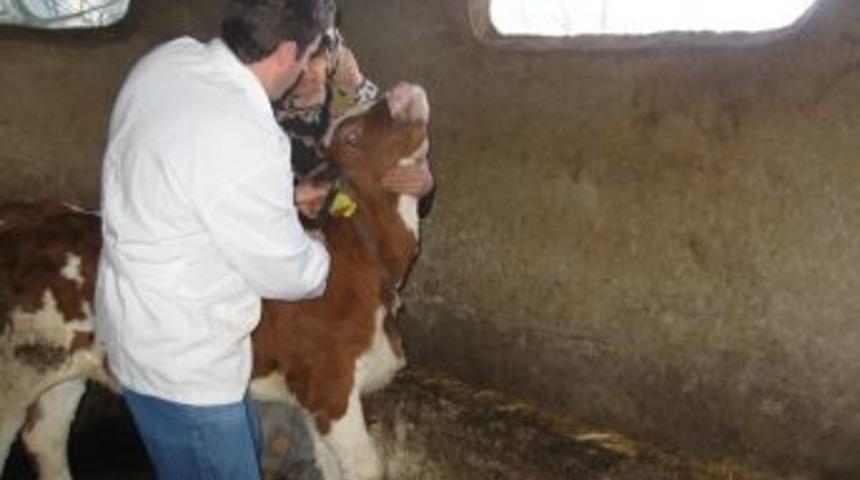 K&uuml;pesiz Hayvanların K&uuml;pelenmesi İ&ccedil;in Yeni Bir Şans