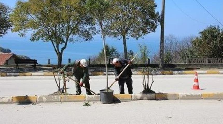 Ak&ccedil;akoca Zakkumlarla S&uuml;sleniyor