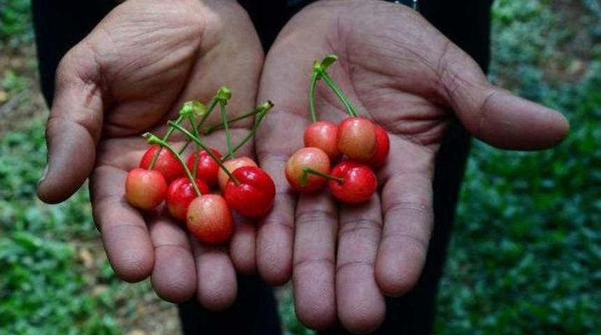 Sezonun Ilk Kirazı Manisa'dan