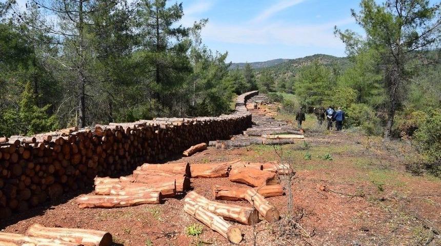 Ormanlarında Bakım &Ccedil;alışmaları Devam Ediyor