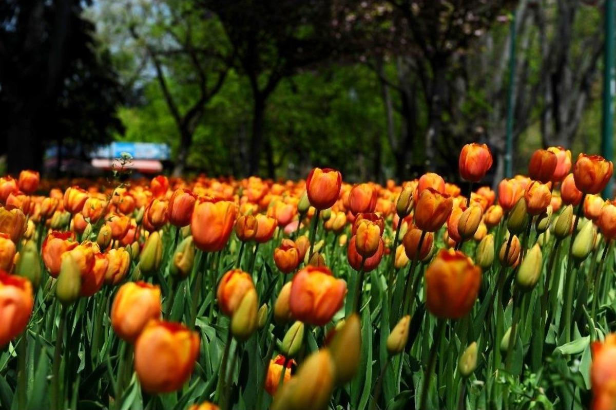 Bursa&rsquo;da Lale Devri