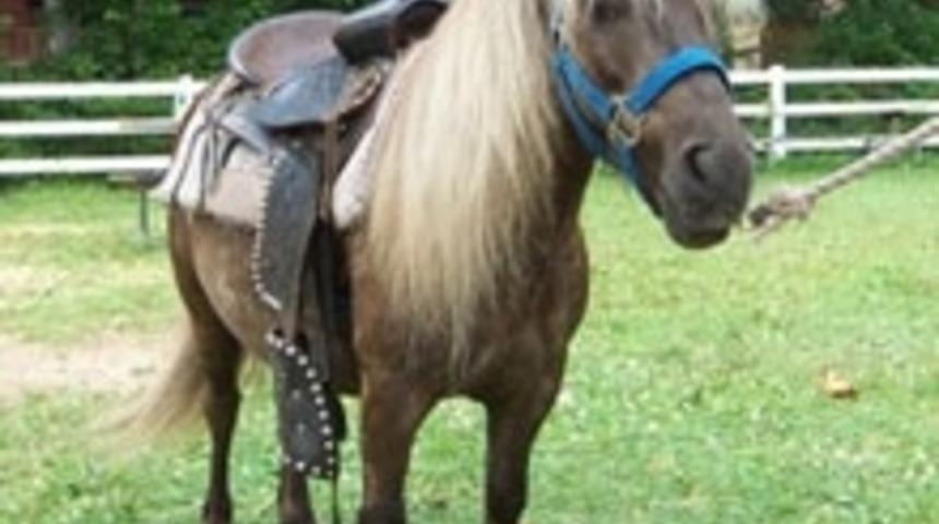 D&ouml;rt G&uuml;nl&uuml;k Pony Keyfi