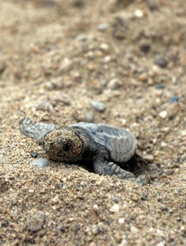 575 Bin Deniz Kaplumbağası Yavrusu Denizle Buluştu