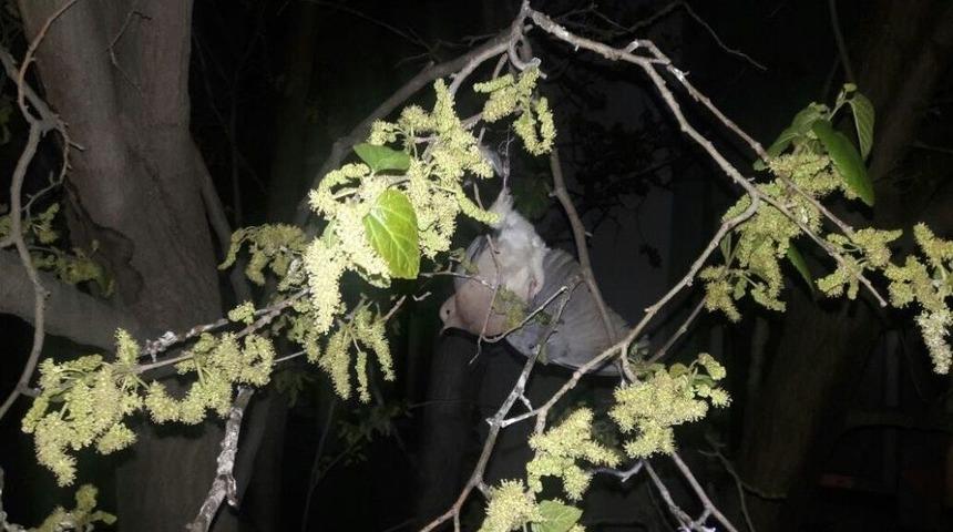 Ağa&ccedil;ta Asılı Kalan Kuşu İtfaiye Kurtardı