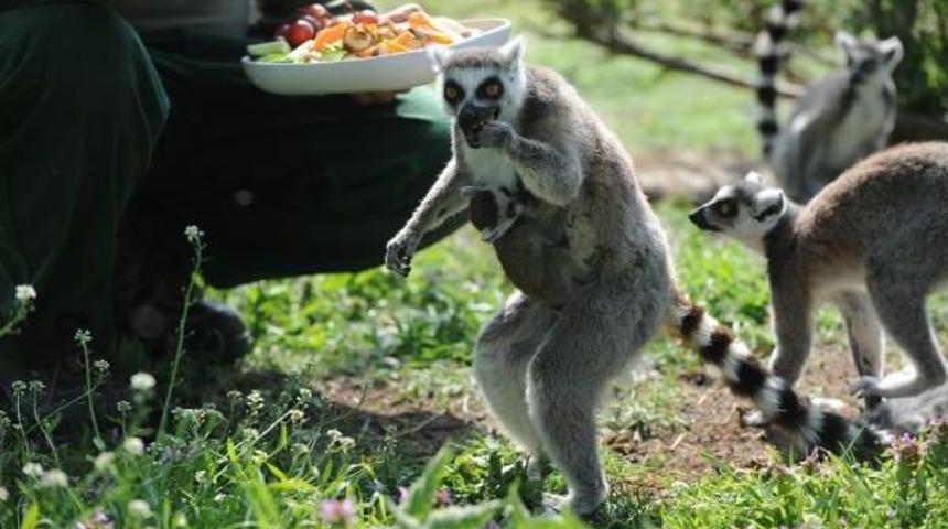 Bursa Hayvanat Bah&ccedil;esi Yavrularla Şenlendi
