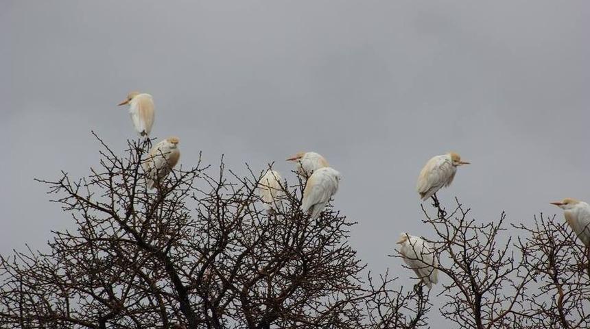 G&ouml;&ccedil;men Kuşlar Hakkari &Uuml;zerinde G&uuml;neye G&ouml;&ccedil; Etti