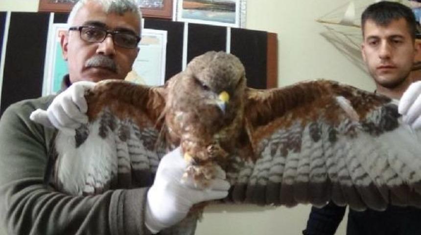 Yaralı Şahin Tedavi Edilecek