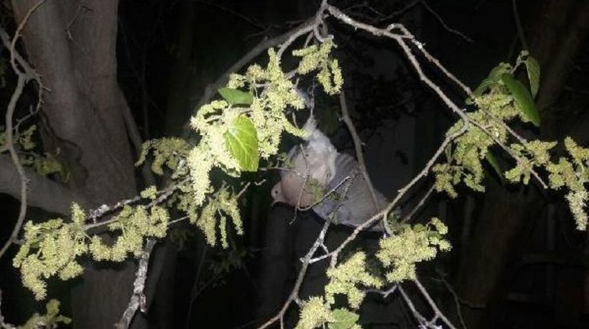 Ağa&ccedil;ta Mahsur Kalan Kumruyu Itfaiye Kurtardı