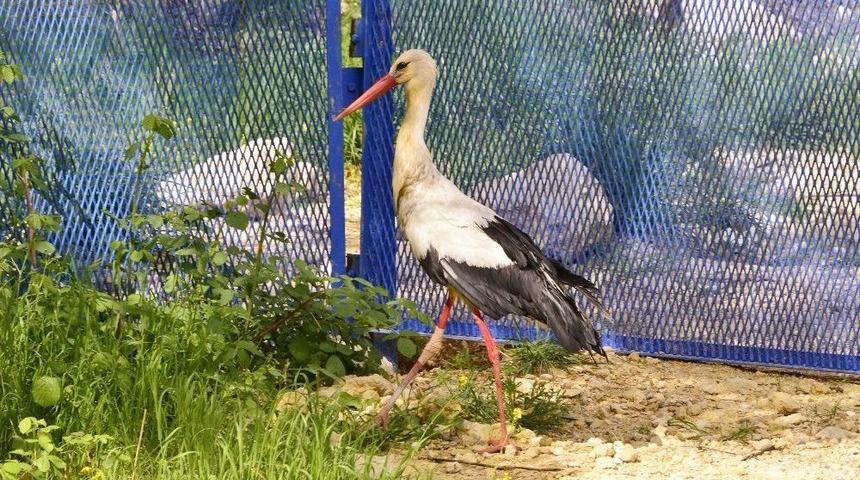 Yaralı Leylek Ve Martı Ameliyatla Hayata Tutundu