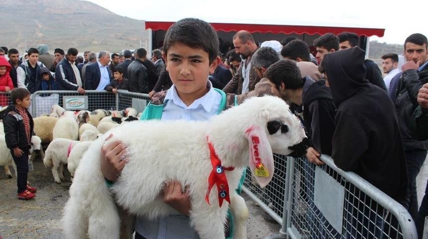 Malatya&rsquo;da En İyi Kuzu Yarışması