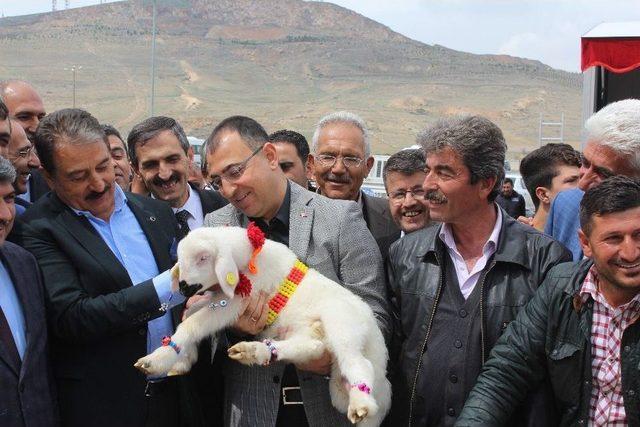 Malatya’da En İyi Kuzu Yarışması