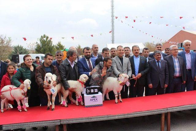 Malatya’da En İyi Kuzu Yarışması