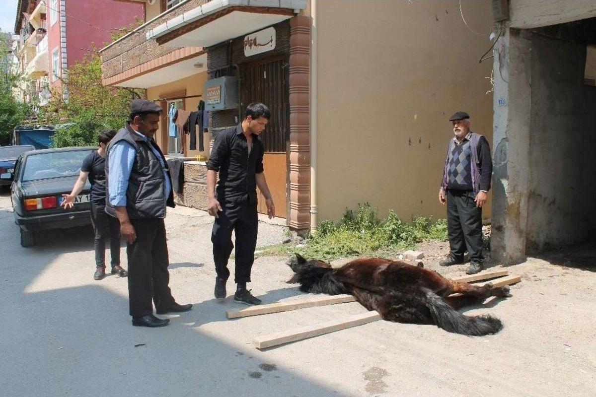 Apartman Boşluğuna Sıkışan At Saatlerce Mahsur Kaldı