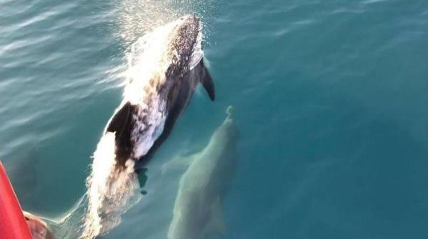 Antalya'da Yunuslar Tekneyle Yarışırken G&ouml;r&uuml;nt&uuml;lendi