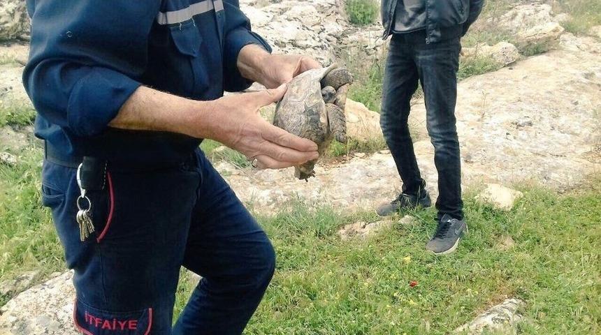 Kayanın Altına Sıkışan Kaplumbağayı İtfaiye Ekipleri Kurtardı