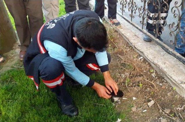 İtfaiye Eri, Yangında Kurtarılan Yavru Kediye Oksijen Verdi 1