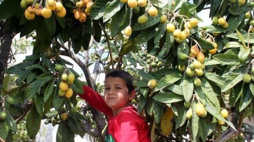 'yeni D&uuml;nya'nın Kilosu 10 Lira