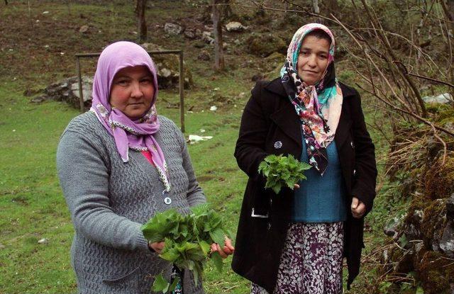 Isırgan Otuyla Organik Gıdadan, Organik Giyime