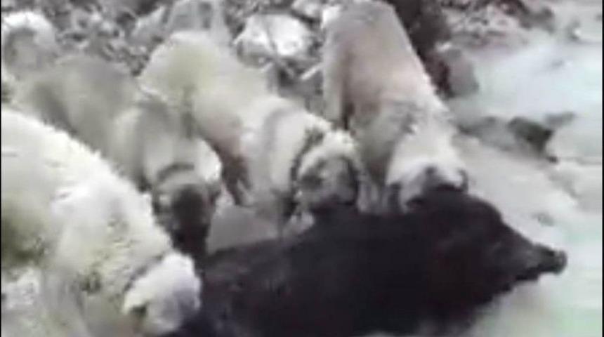 &Ccedil;oban K&ouml;pekleri Domuzu Telef Etti