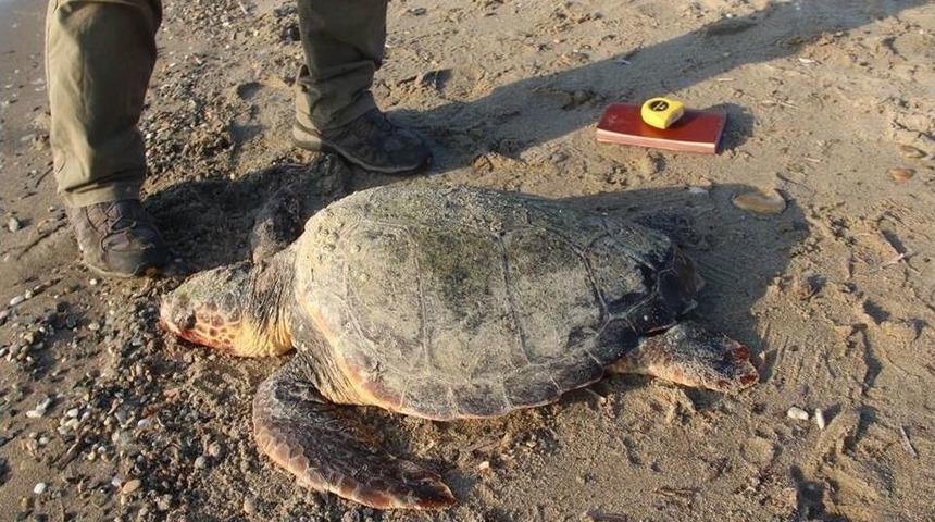 Kuşadası K&ouml;rfezi&rsquo;nde 2 Caretta Caretta &Ouml;l&uuml; Bulundu