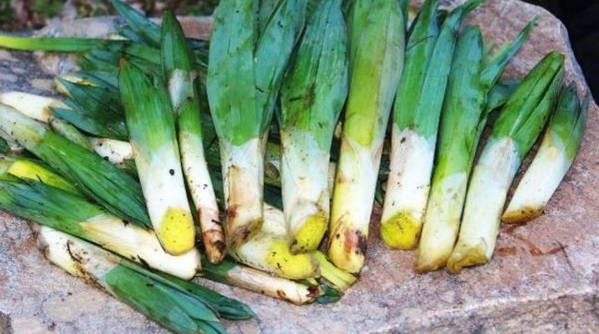 Kar Eridi &Ccedil;iriş Bitkisi G&uuml;n Y&uuml;z&uuml;ne &Ccedil;ıktı