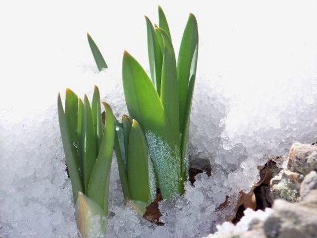 Kar Eridi Çiriş Bitkisi Gün Yüzüne Çıktı 1