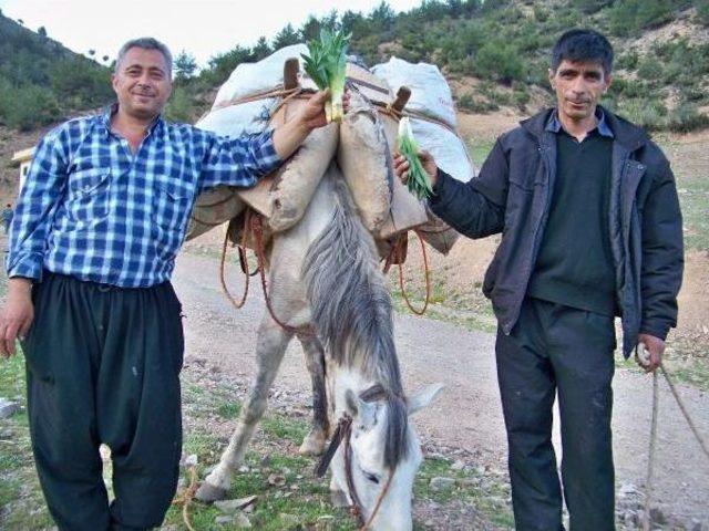 Kar Eridi Çiriş Bitkisi Gün Yüzüne Çıktı 2