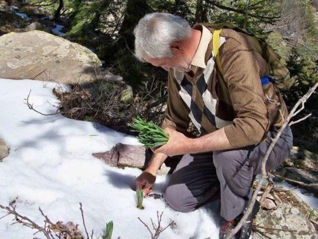 Kar Eridi Çiriş Bitkisi Gün Yüzüne Çıktı 3