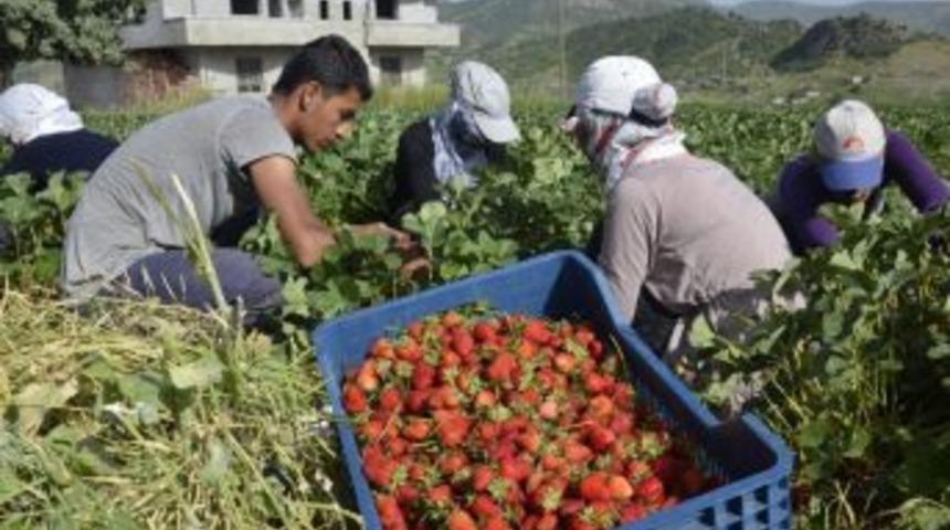 Sason&rsquo;da &Ccedil;ilekler İ&ccedil;in Soğuk Hava Deposu Yapılacak