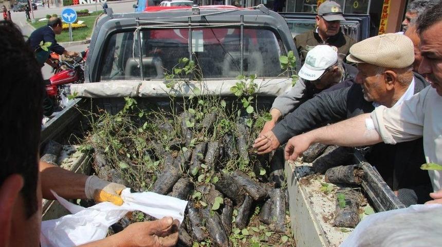 Orman İşletme M&uuml;d&uuml;rl&uuml;ğ&uuml; G&uuml;l Fidanı Dağıttı