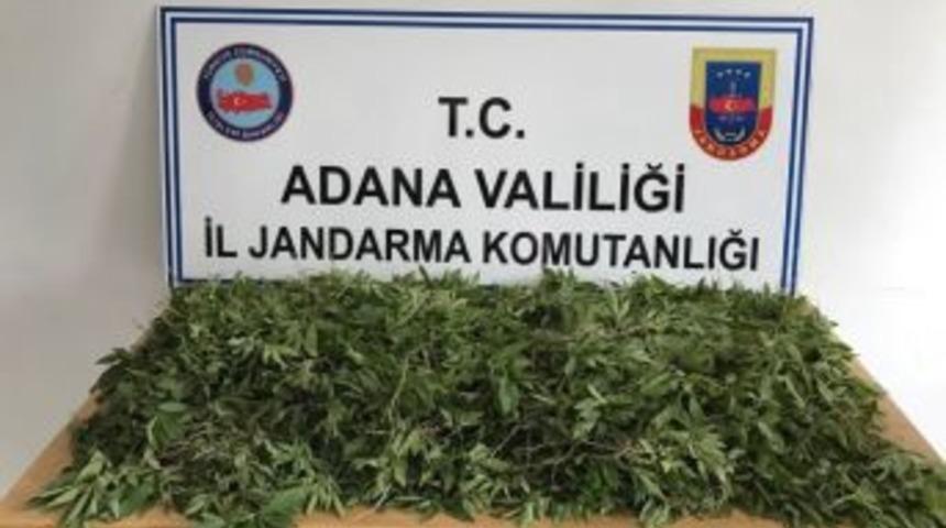 Adana&rsquo;da 2 Bin 290 K&ouml;k Hint Keneviri Ele Ge&ccedil;irildi