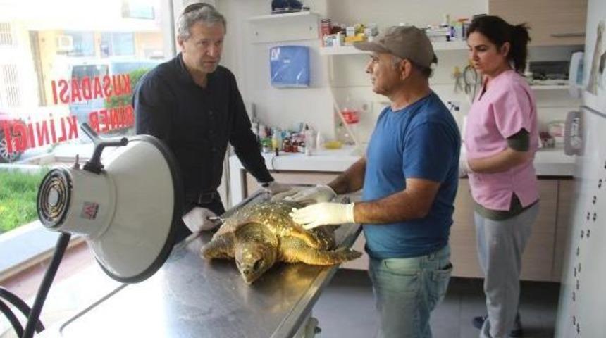 Kuşadası'nda 1 G&uuml;nde &Ouml;l&uuml; 2 Deniz Kaplumbağası Bulundu