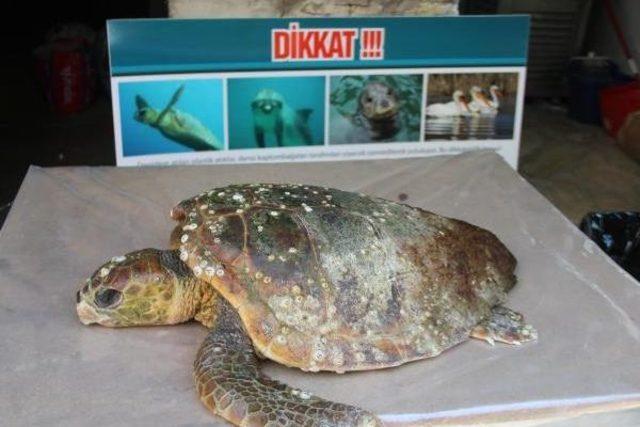 Kuşadası'nda 1 Günde Ölü 2 Deniz Kaplumbağası Bulundu