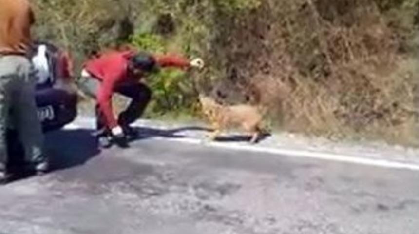 Besle &Ccedil;akalı Kapsın Pa&ccedil;ayı